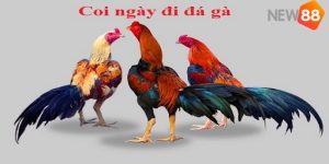 Tại sao bạn nên biết coi ngày đá gà?